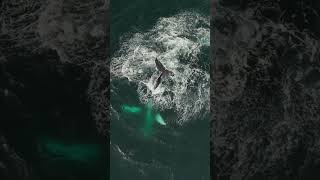 Beluga Whales The Oceans Whistleblowers [upl. by Stesha442]