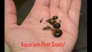 Pest snails in the Aquarium the good the bad and the ugly [upl. by Neuberger914]