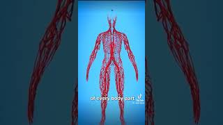 How long are the blood vessels of the human body [upl. by Brotherson]