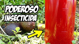 ¡El Mejor INSECTICIDA CASERO que Existe Combate Tus Plagas Con HUESO de 🥑  La Huerta de Ivan [upl. by Ydnis128]