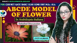 ABCDE MODEL OF FLOWER  Arabidopsis thaliana  CSIR NET  GATE  JYOTI KUMARI [upl. by Eadnus]