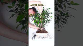 15 Ficus trees turned into a natural Bonsai [upl. by Alfy]