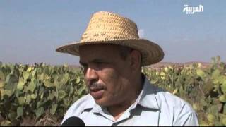 Cactus Farming in Morocco [upl. by Enneiviv]