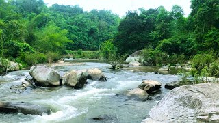 Relaxing Stream Sound  Beautiful Birds Singing in the Forest  Relax Your Mind [upl. by Nail429]