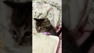 NASINYA JANGAN DIMAKAN DULU YAH funnyshorts catlovers [upl. by Rosina]