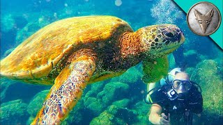 Sea Turtle Adventures in Hawaii [upl. by Filahk]