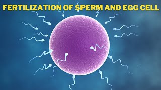 Fertilization of Egg and Sperm in Human  How Sperm Meets an Egg to Fertilize  biology cell dna [upl. by Siramaj]