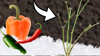 OverWinter Your Pepper Plants In Any Climate [upl. by Alessig233]