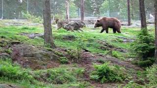 Vargar vs Björn  Wolves against bear  fight between wolves and brown bear [upl. by Jessalyn]