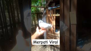 Merpati Jinak kawan animeedit lyrics kicaumania [upl. by Pool]