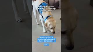 A day in the life service dog in training  part 1  Canine Companions shorts dog dayinthelife [upl. by Xena]