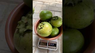 Black sapote 2 kg 1 jt shorts [upl. by Gage]