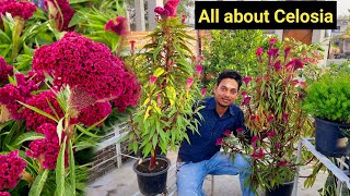 How to grow Coxcomb flower flower  Celosia plant  how to grow celosia [upl. by Atnamas]