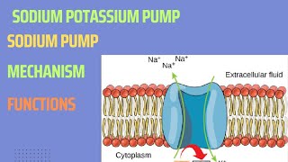 Sodium potassium Pump NaK pump Sodium pump NaK ATPase Mechanism Functions [upl. by Amary]