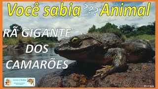 Você sabia Rã gigante dos Camarões  Goliath frog rãgigante rã frog goliathfrog anuros [upl. by Lexi]