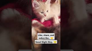 Good night boy😴 cat catlover kucinglucu kitten catlovers cute kucingimut sleep ngantukberat [upl. by Aim]