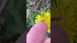 🪰The very beneficial hoverflies natural aphid control flies as pollinatorsnaturenaturelovers [upl. by Yarg]