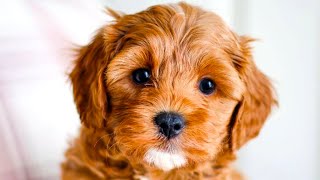 Cavapoo  The Ultimate Top 10 Pros and Cons Guide [upl. by Butta813]