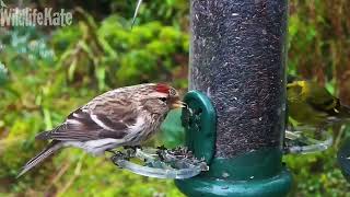 Feb 20 Goldfinch redpoll siskin visitors [upl. by Yasmar793]