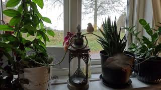 ZEBRA FINCHES MAKING A NEST THE FEMALE HAS LAID 4 EGGS IN A POT IN THE LIVING ROOM [upl. by Onfre531]