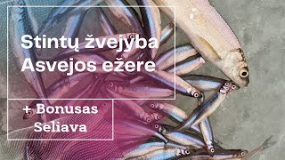 STINTŲ ŽVEJYBA ASVEJOS EŽERE  BONUSAS BOMBINĖ SELIAVA  Ловля корюшки  Smelt fishing [upl. by Ginder]