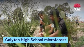 Colyton High School microforest [upl. by Alaehs]