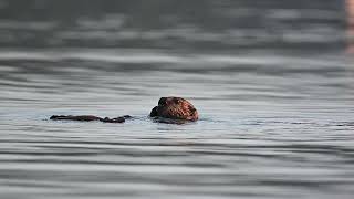 Sea Otter eating in Glacier Bay [upl. by Eneg127]