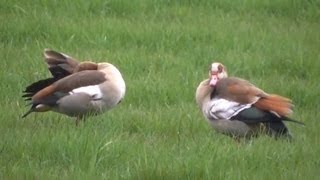 NijlganzenEgyptische Ganzen gespot in een weiland aan de Moergestelseweg in Oisterwijk [upl. by Odey]