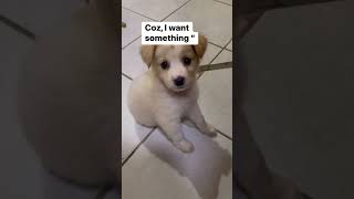 My puppy love Cuddy🐶 philippines shortvideo puppy [upl. by Sairahcaz]