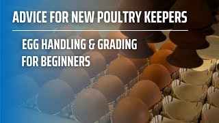 Egg Handling and Grading For Beginners [upl. by Dorrehs52]