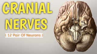 Cranial Nerves anatomy  Cranial Nerves in hindi 12 Pair of Neurons [upl. by Etnohs]