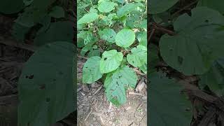 Seedlings of Haldina cordifolia in Rourkela Forest Division Odisha [upl. by Harac]