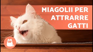 SUONI per far COMPARIRE il tuo GATTO 📣🐈 Miagolii per ATTIRARE il tuo GATTO quando si NASCONDE [upl. by Jacinta]