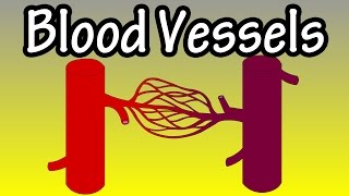 Blood Vessels In The Body  What Are Blood Vessels  Functions Of Blood Vessels [upl. by Adnohsak484]