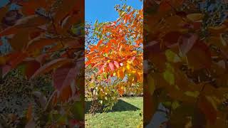 Crepe Myrtles 🥰🥰 looks beautiful in Fall [upl. by Sacttler348]