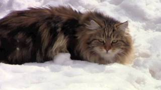 Astera Siberian Cats [upl. by Spector26]