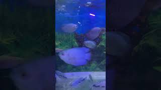 Gourami Mo9pm gourami gouramifish aquariumfish [upl. by Norina]