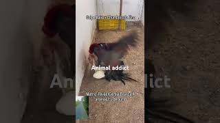 roosterhentrendinganimalsshortsyoutubesubscribe [upl. by Izabel]