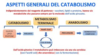 ANABOLIMO E CATABOLISMO [upl. by Ardeid143]