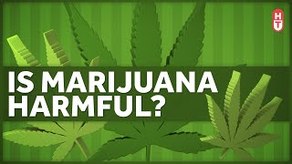 Is Marijuana Harmful to Health [upl. by Elliott]