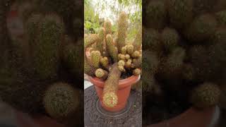 Mammillaria Elongata Copper King Cactus [upl. by Etteve]