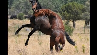 EL JEFE DE LA MANADA  LUSITANOS EN LIBERTAD [upl. by Adianes]