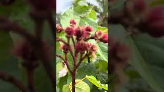 My annatto plant daming bunga [upl. by Ailecnarf342]