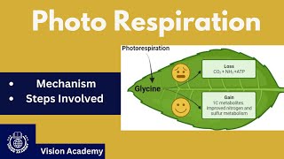 Chapter 13  Gaseous Exchange Photo respiration 11th Class Biology  Vision Academy [upl. by Adaline306]