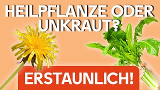 Die Wirkung von LÖWENZAHN ​🌼​ Heilpflanze oder nur UNKRAUT 😱​ Wildkräuter kennenlernen 🌱​💡​ [upl. by Eiramac]