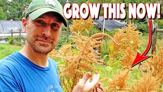 How To Grow Amaranth From Seed To Harvest You MUST Grow This [upl. by Wexler]