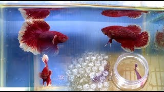 Breeding Halfmoon Rosetail Betta Fish [upl. by Krissy]