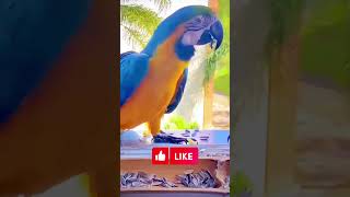 Macaw parrot beautiful [upl. by Nnaylime739]