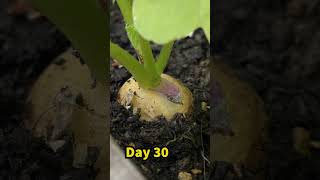 Growing Gold Radish from Seed to Harvest  Container Grarden [upl. by Ecnal]