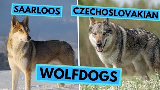 Saarloos Wolfdog vs Czechoslovakian Wolfdog  Dog Breed Comparison [upl. by Olra]